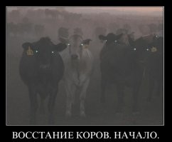 Ничего Вы, батенька, в коровах не понимаете!!!!