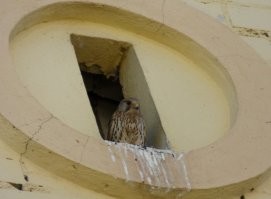 Самые искусные пернатые архитекторы России