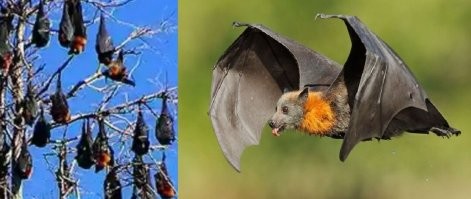 Это не мыши, это лисицы.