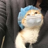 Веселые  картинки