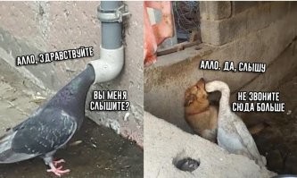Намешалось