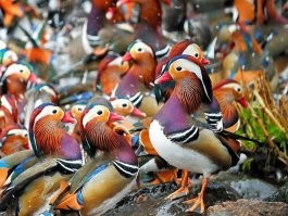 Пруд с утками-мандаринками))