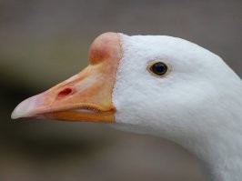 Это гусыня.
Вот гусь