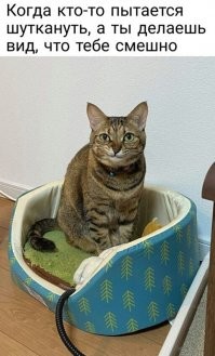 Смешные и познавательные картинки