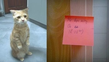 Кот тонко намекнул хозяевам, что его пора кормить