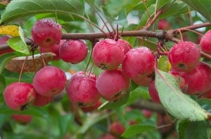 Яблоки моего детства