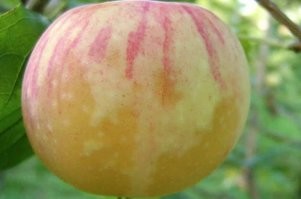 Яблоко наливное