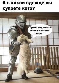 Как мыть домашнюю кошку: 5 заблуждений и интересных фактов