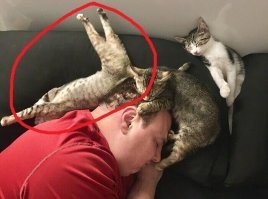 у вас тут один кот сломался)))