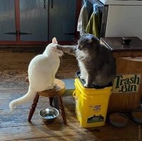 У нас кошка кота так же в рыцари посвящает регулярно))
