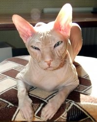 Кот, который смотрит в душу.