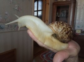 Флешмоб - питомцы на плечах хозяев