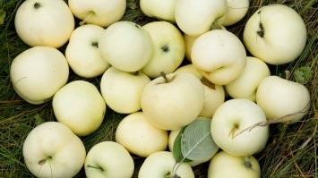 Белый налив, -совершенство