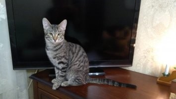 Кто знает что за порода? Котёнком подобрал, на обычного деревенского не особо смахивает.