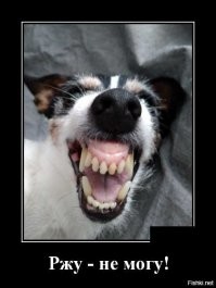 Образ собаки в демотиваторах
