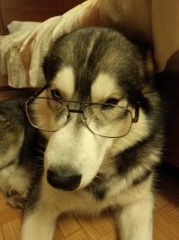 Образ собаки в демотиваторах