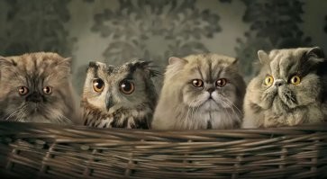 Воспитание...