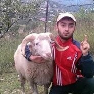 Ослеплённые перевозбуждением валлийские козлы почувствовали себя хозяевами улиц