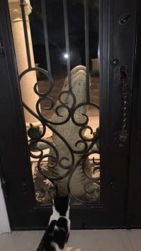 - Чебурашка, открывай! Я гармошку забыл! ))