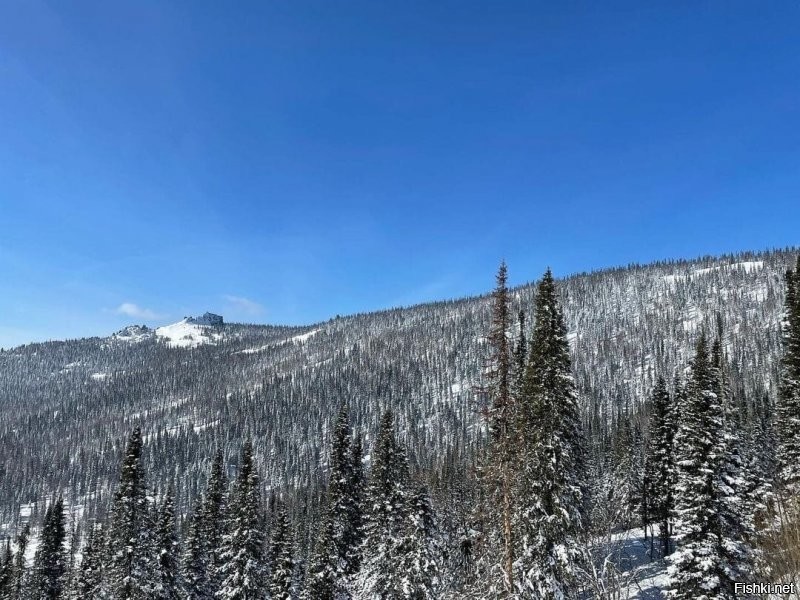 Очень хорошая у него фотография. Не зря гордится.
Так и отвыкнешь ты от ёлок потихоньку, спать совсем не сможешь потом ведь без них.