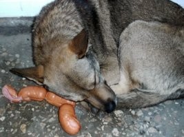 у каждой собаки должен быть хозяин...