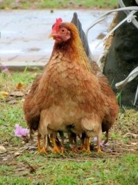 Специально выведеная порода кур, окорочковая ! ))