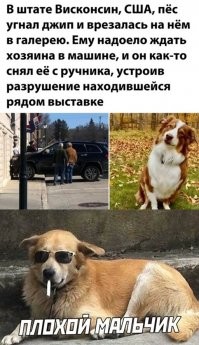 ПЁС ВРЕЗАЛАСЬ?