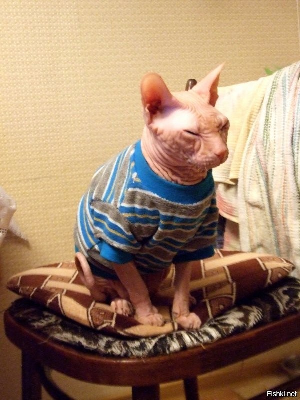 Ничего вы не понимаете в кошачей красоте.
мой Ник