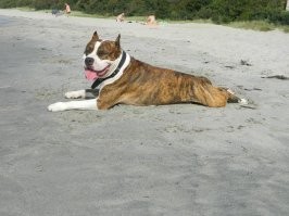 Такие ублюдки (разведенцы) и делают гавно из прекрасных собак.
Это АСТ (американский стаффордширский терьер) породистый, с родословной, чемпион России и кандидат туда , сюда и ещё чуть чуть.
Ему 7 лет. И ни ЕДИНОГО раза он не был инициатором драки с собаками. Про человека я вообще молчу. Человек это что то выше всего. Напасть на человека, это как нам напасть на дерево. Нах.уя ?