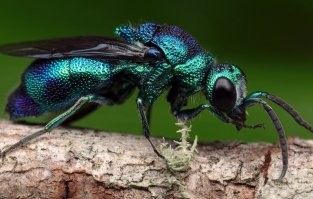 Где-то одиноко заплакала блестянка.