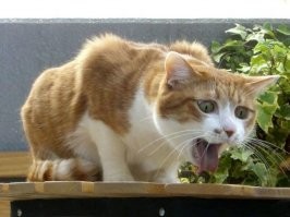 Смешные комментарии и картинки из соцсетей