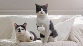 Пушистое сокровище: откуда на Руси взялись кошки и почему их так полюбили