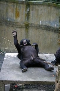 Как медведь встречает весну )