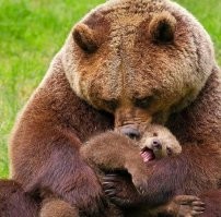 Как медведь весну встречает