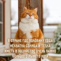 Пушистое сокровище: откуда на Руси взялись кошки и почему их так полюбили