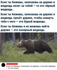 Как медведь весну встречает