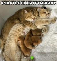 Пушистое сокровище: откуда на Руси взялись кошки и почему их так полюбили