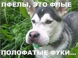 Смешные и познавательные картинки