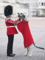 Собака Баскервилей на службе ее Величества?