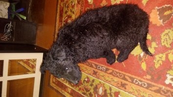 У меня 1-2 кошки и одного медведя сегодня приручил