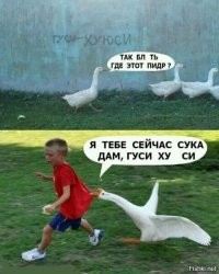Люди и птицы - это застарелая вражда...
