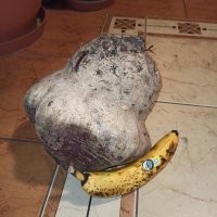 Ну я бы такой свекле сильно не радовался, стандарт предусматривает корнеплоды диаметром до 14 см второго сорта, до 10 см высшего и первого. В очень большой свекле выше содержание нитратов, да и вкус будет хуже стандартных.