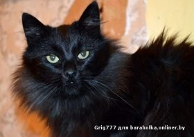 Да хрена лысого. Это всё, что написано на его морде: