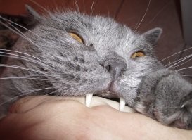 Смешные и познавательные картинки