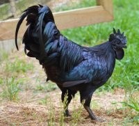 Ничего необычного!

Я таких каждый день вижу!