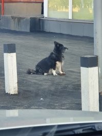 Ну и что тут такого?
Сидит возле магазина, ждёт хозяина.