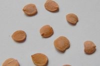 это семена калины?!


вот семена калины