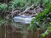 т.е. мы кого-то сожрали, поэтому у нас такая довольная морда, и поэтому матрасик освободился, и мы можем на нём наш обедик переваривать...