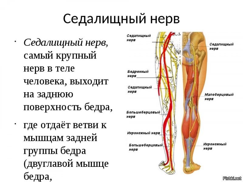Нерв в правой ягодице. Седалищный нерв схема расположения. Схема седалищного нерва у человека. Анатомия седалищного нерва у человека. Седалищный нерв расположение рисунок.