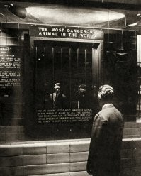 Надпись на зеркале "Самое опасное животное в мире". Выcтaвкa в зooпapкe Бpoнкca, США, 1960-е годы.